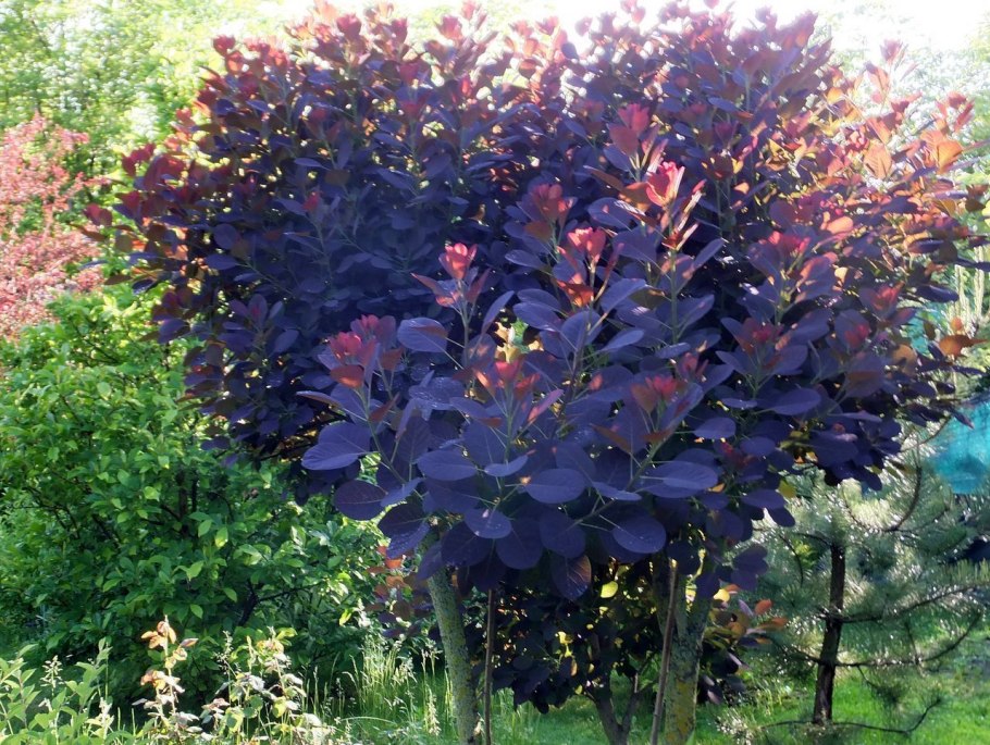 Скумпия кожевенная cotinus coggygria