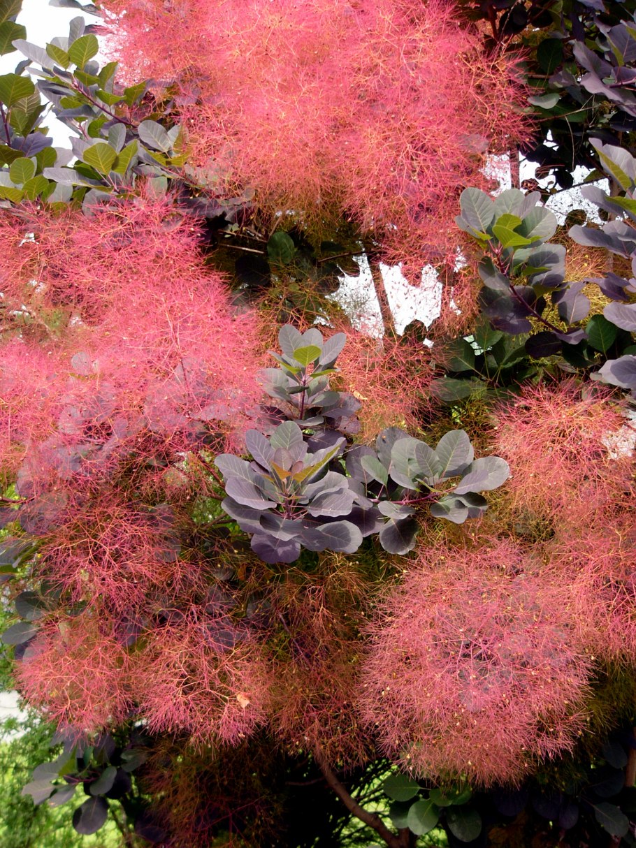 Скумпия Кожевенная (Cotinus coggygria &#96;Royal Purple&#96;)