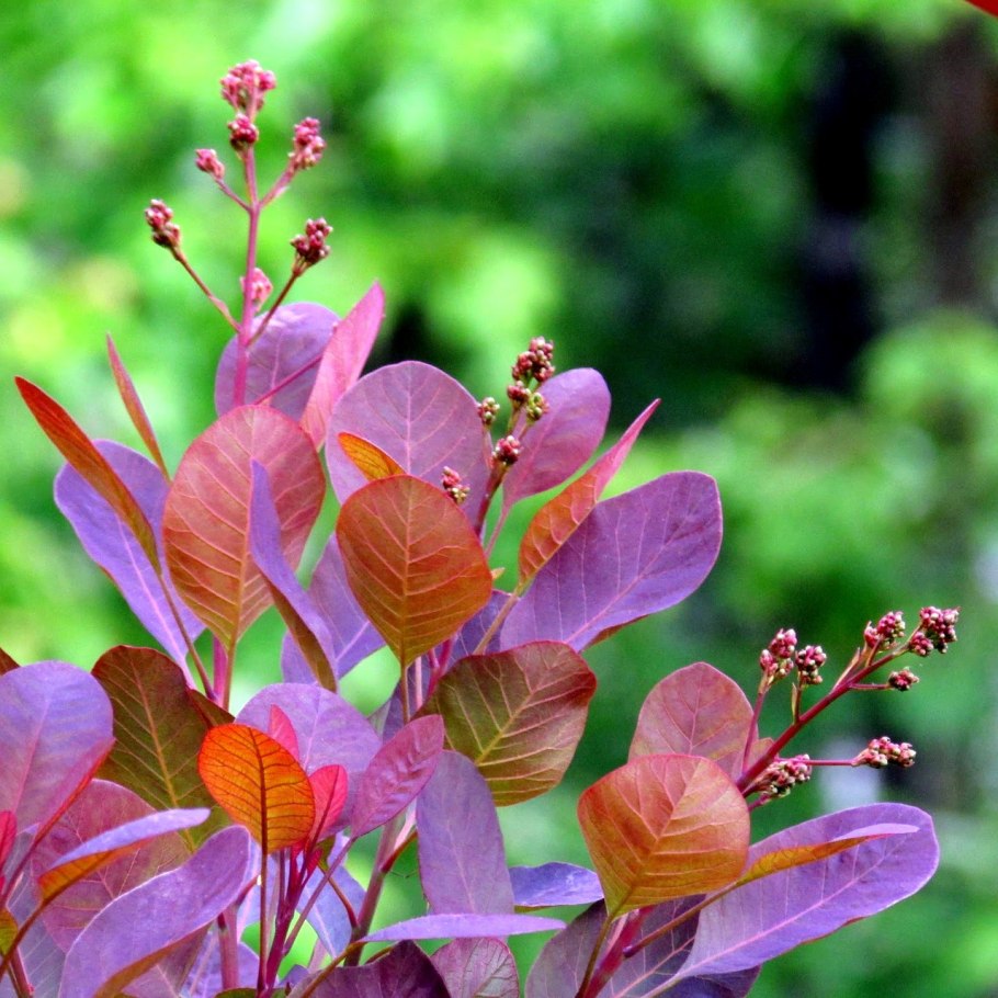 Скумпия Кожевенная флависсимо