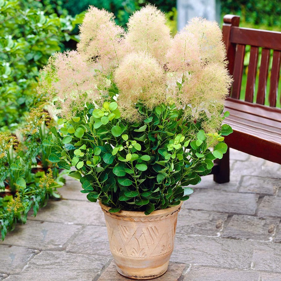 Скумпия Кожевенная Royal Purple