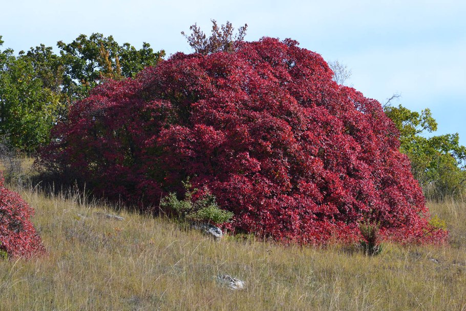 Скумпия Кожевенная (Cotinus coggygria &#96;Royal Purple&#96;)