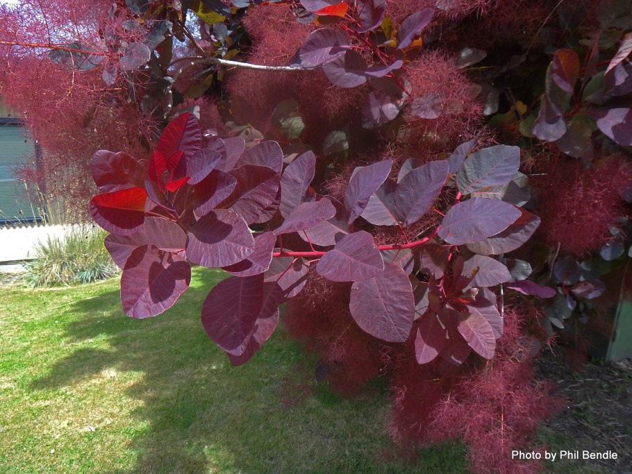 Скумпия кожевенная роял пурпл