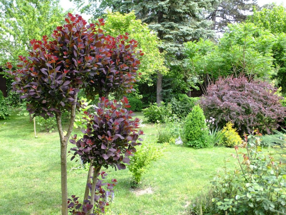 Скумпия Кожевенная Рубрифолиус