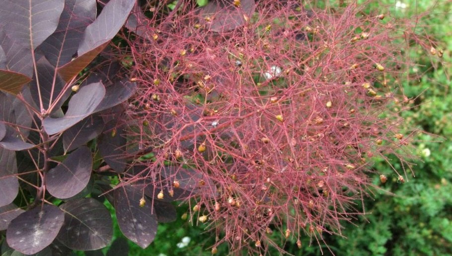 Скумпия (париковое дерево) Кожевенная