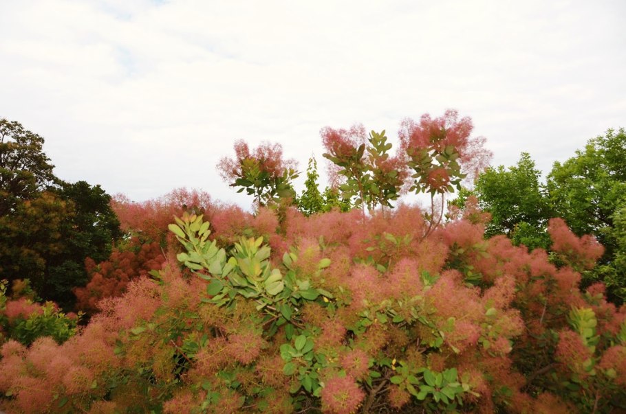 Скумпия Кожевенная