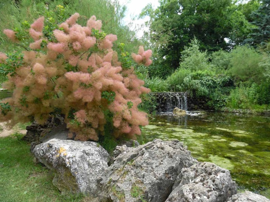 Скумпия кожевенная дерево