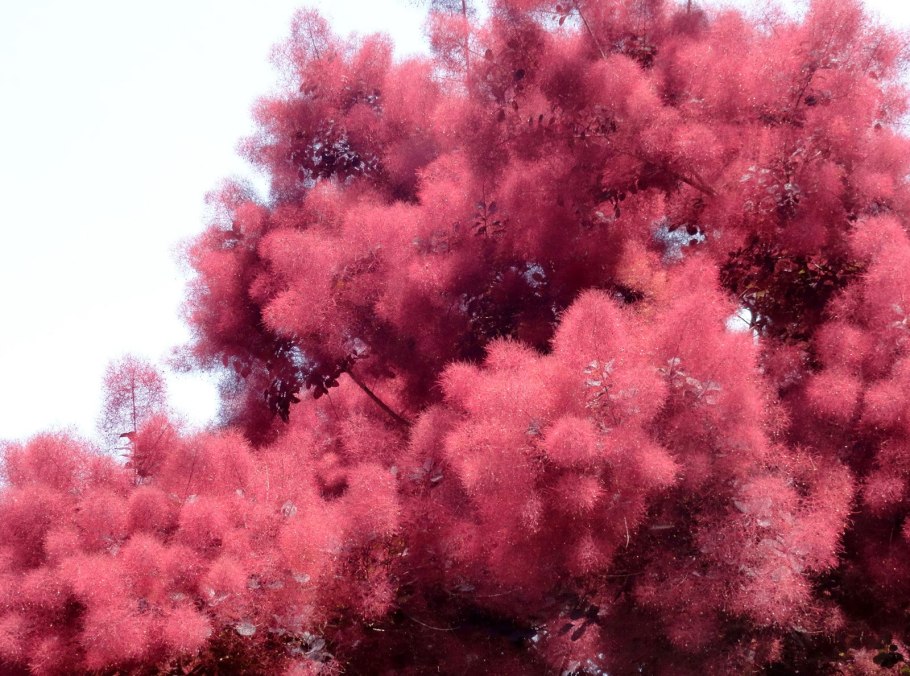 Скумпия Кожевенная (Cotinus coggygria &#96;Royal Purple&#96;)