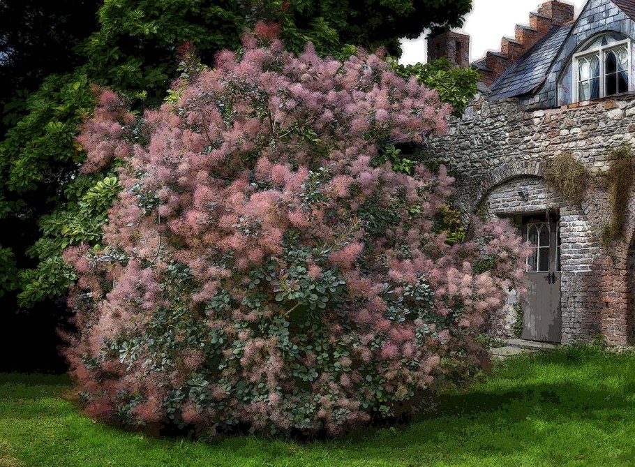 Скумпия Кожевенная Royal Purple