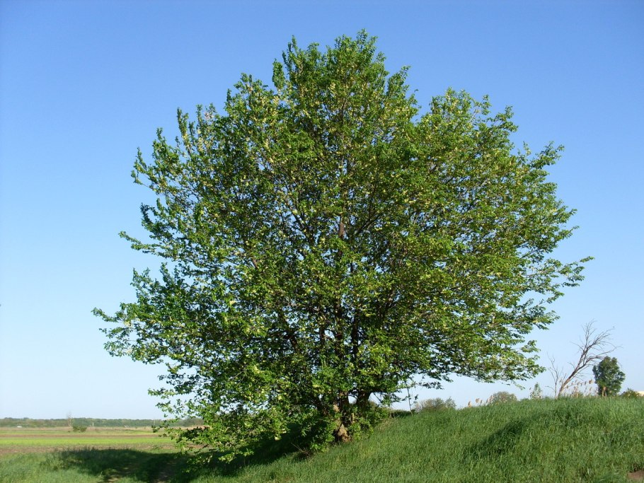 Вяз приземистый Ulmus pumila