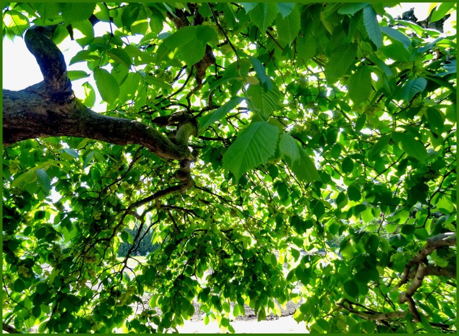 Вяз обыкновенный, гладкий (Ulmus laevis)