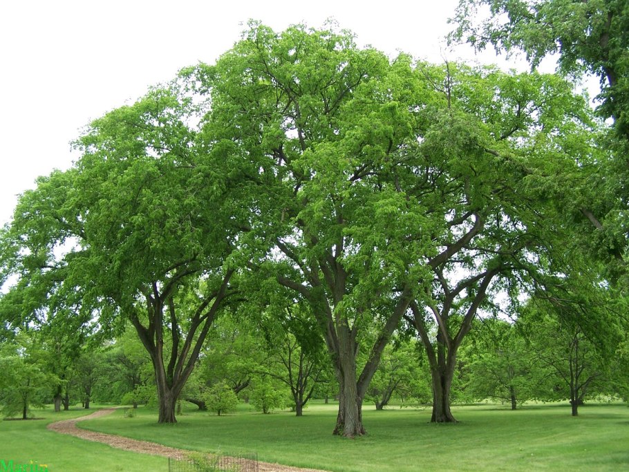 Вяз мелколистный Ulmus parvifolia