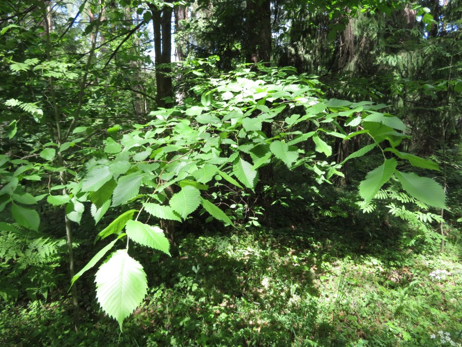 Вяз гладкий дерево