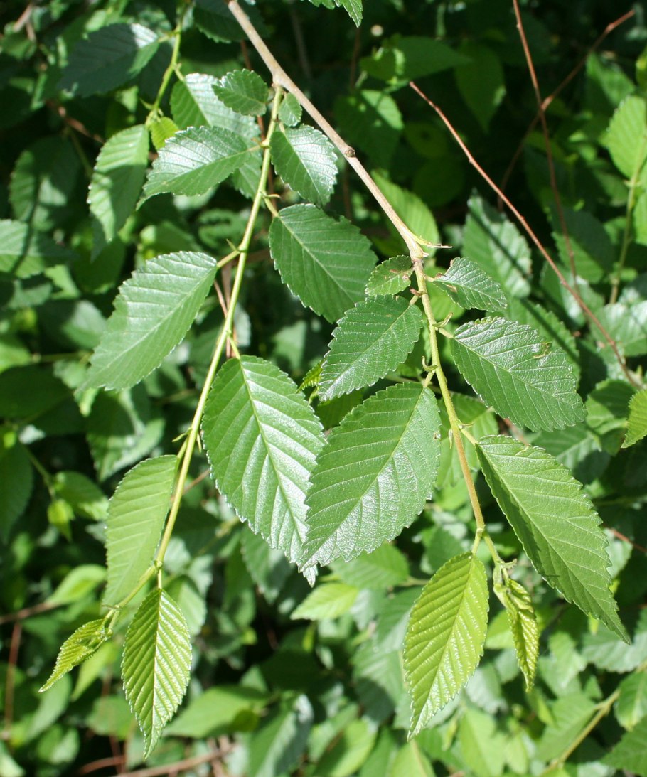 Вяз гладкий (Ulmus laevis)