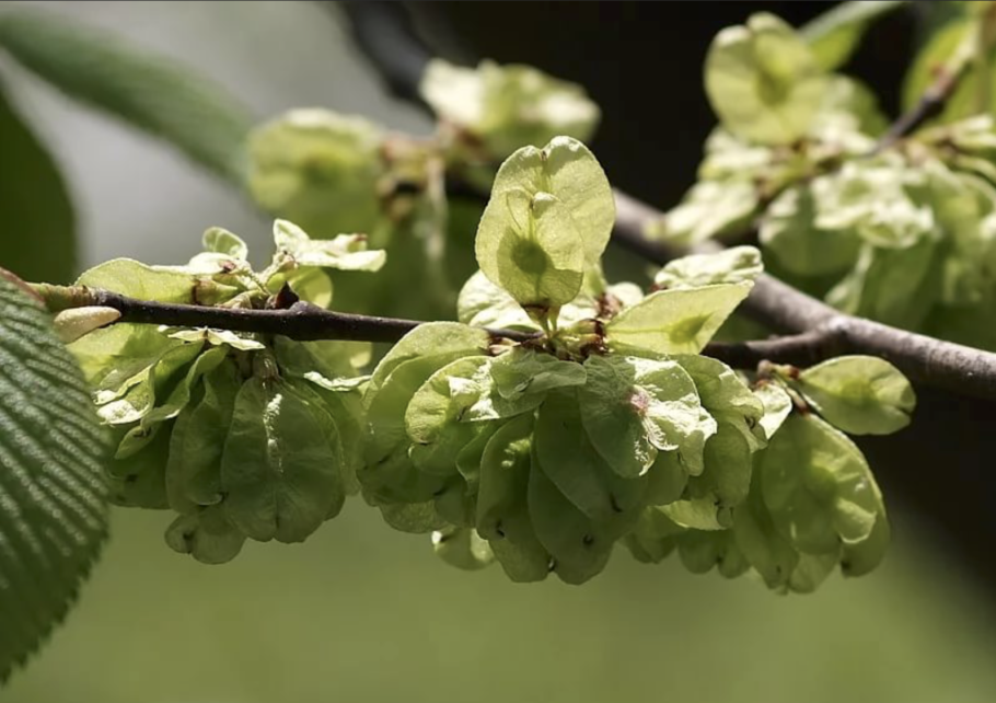 Вяз приземистый Ulmus pumila