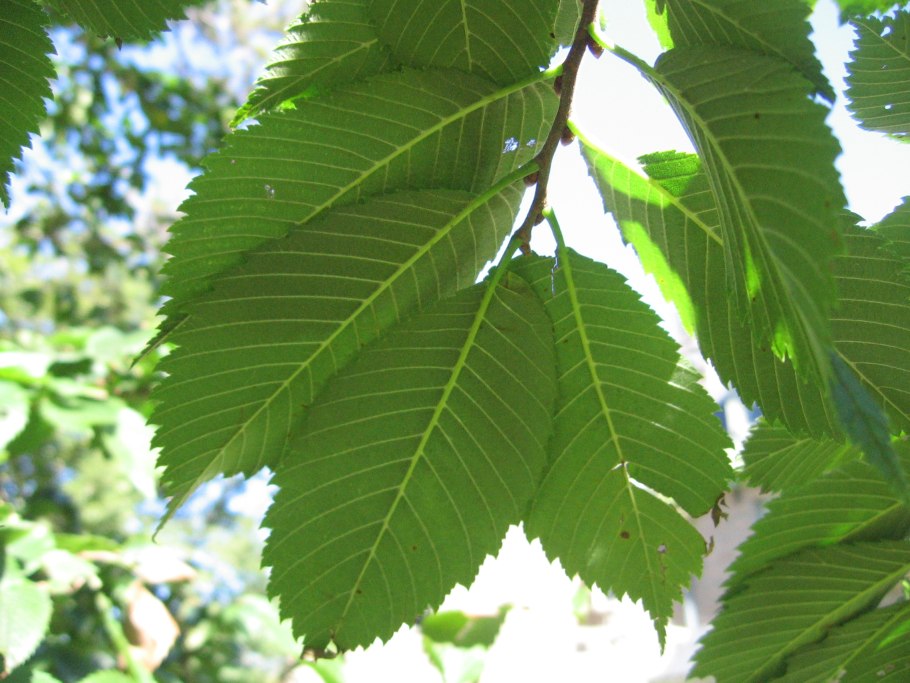 Вяз гладкий (Ulmus laevis)