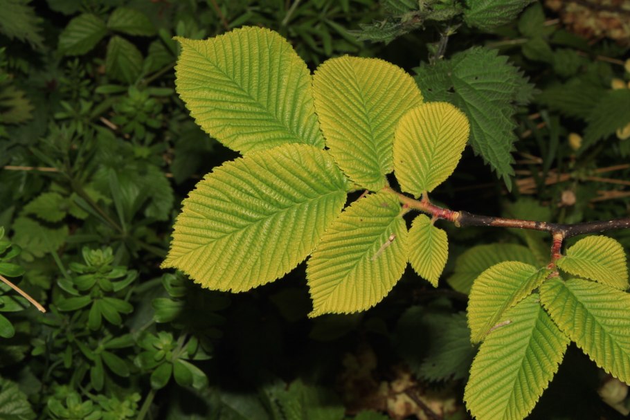 Вяз малый (Ulmus Minor)