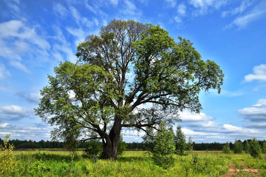 Вяз малый (Ulmus Minor)