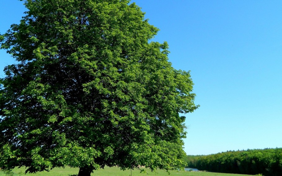 Липа мелколистная tilia cordata
