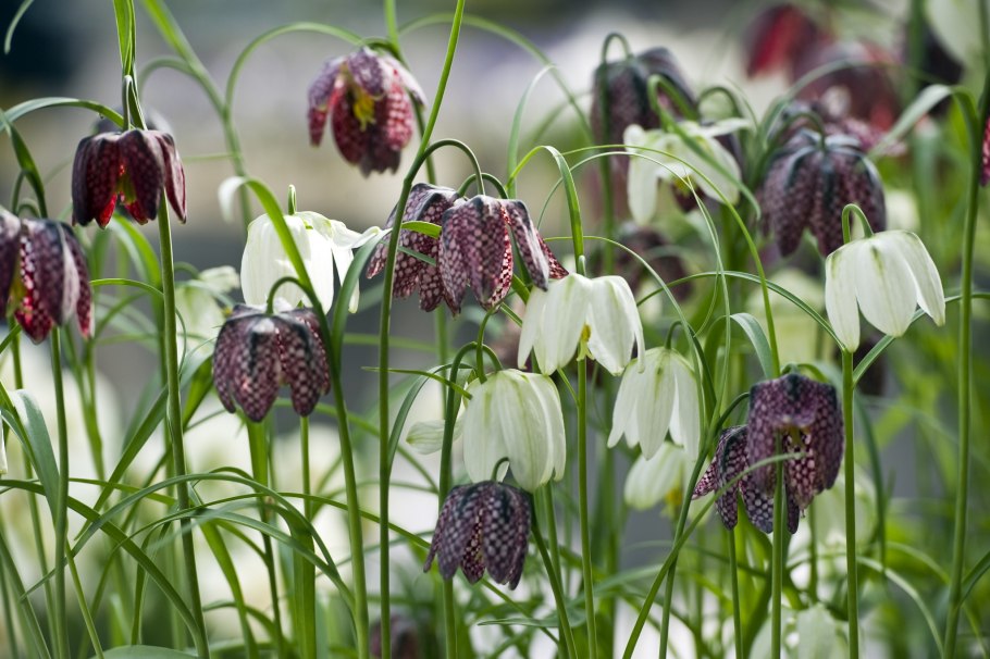 Рябчик малый — Fritillaria meleagroides