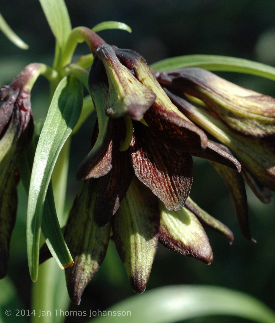 Рябчик шахматный Fritillaria meleagris