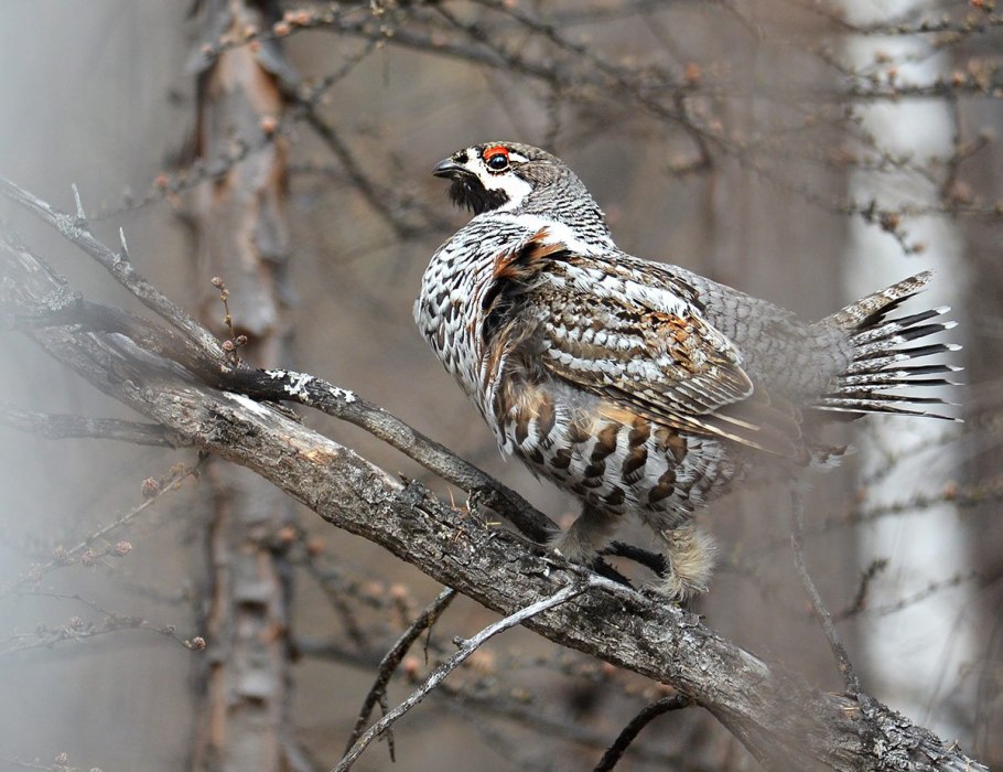 Рябчик зимой