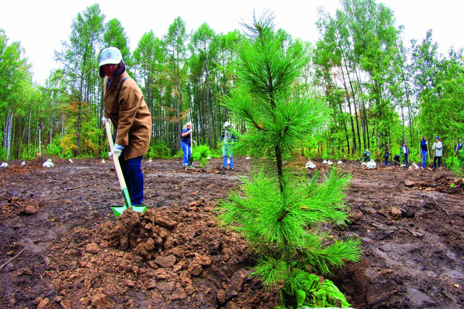 Тополь пирамидальный