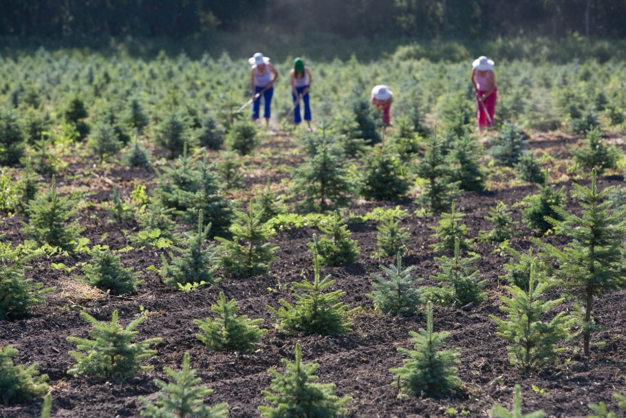 Лесопитомник Каменушка