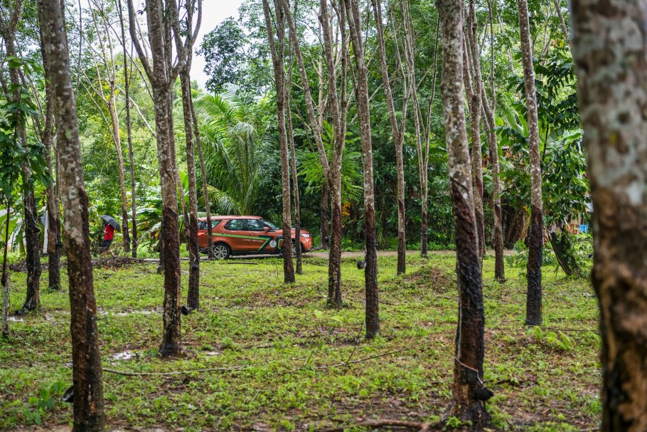 Сосновый Бор и еловый Бор