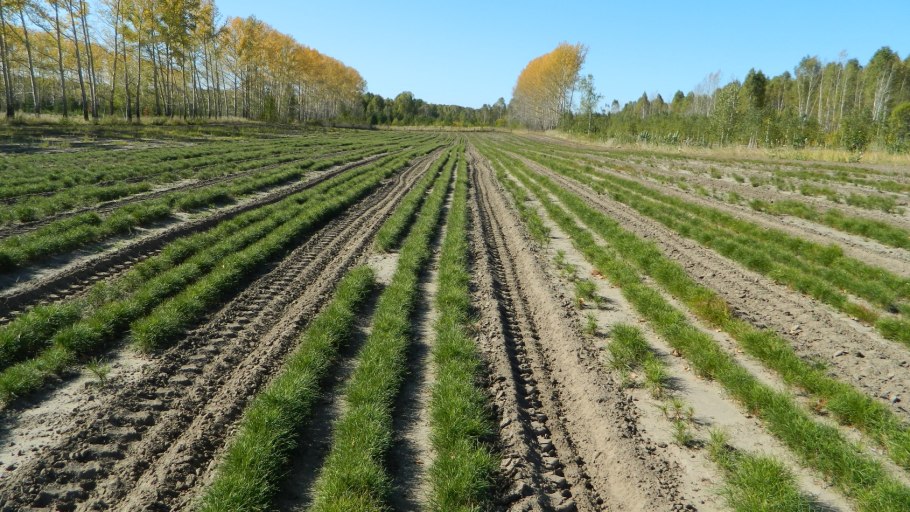 Черная сосна Гринвей