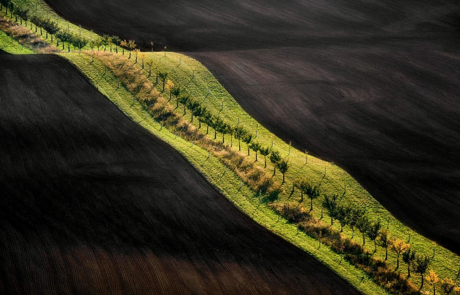 Сеянцы кедровой сосны лесовосстановление