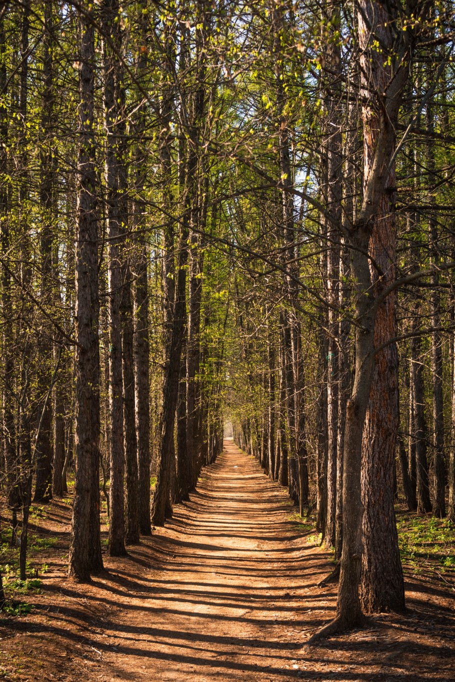 Лесная тропа Соликамский лес