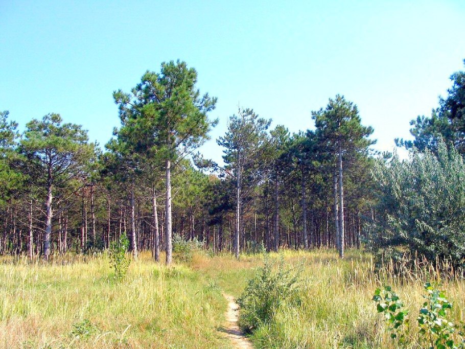 Лес Максут Оренбургская область