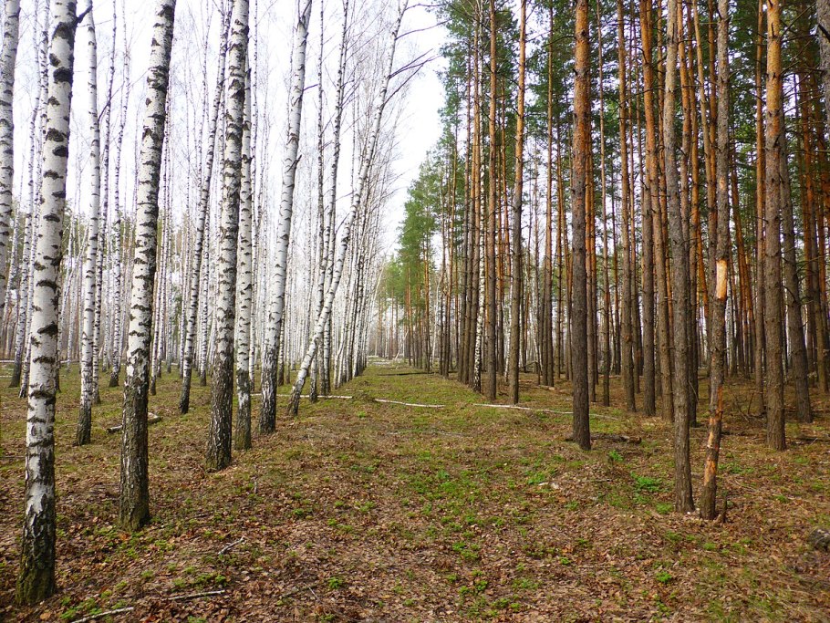 Лесопосадки в России