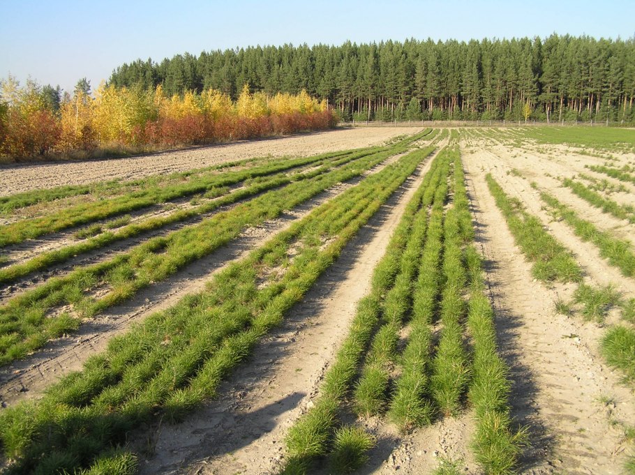 Павловский Посад лес сосны