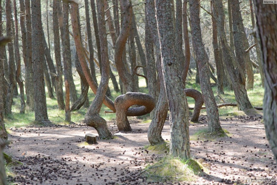 Куршская коса Танцующий лес тропа
