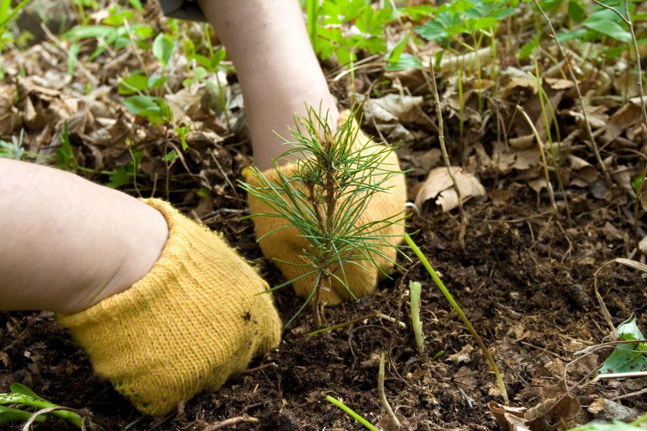 Поле вид сверху