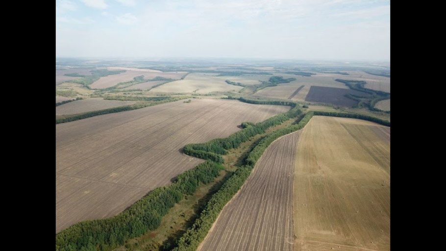 Чили Сельва каучуконосы