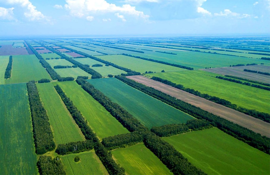 Плантация кедра-сосны Воронеж