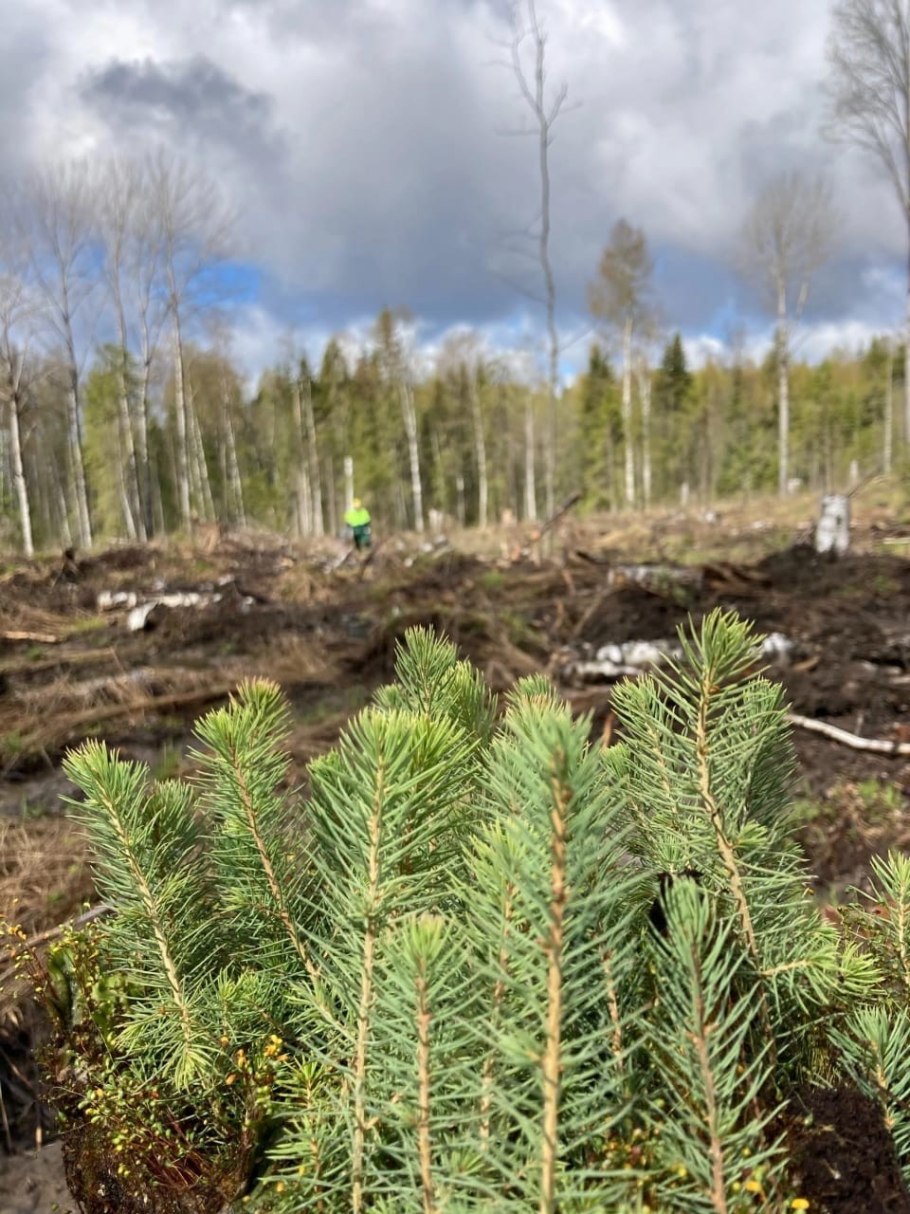 Лесовосстановление посадки сосны