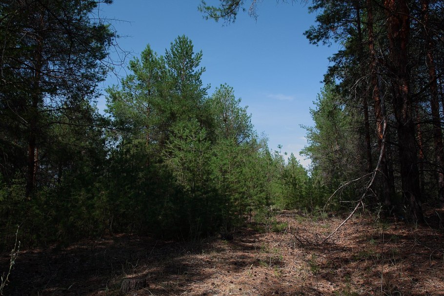 Высадка лесов