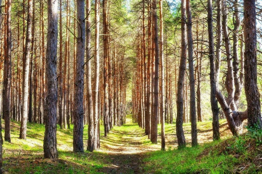 Лесопосадки гиф