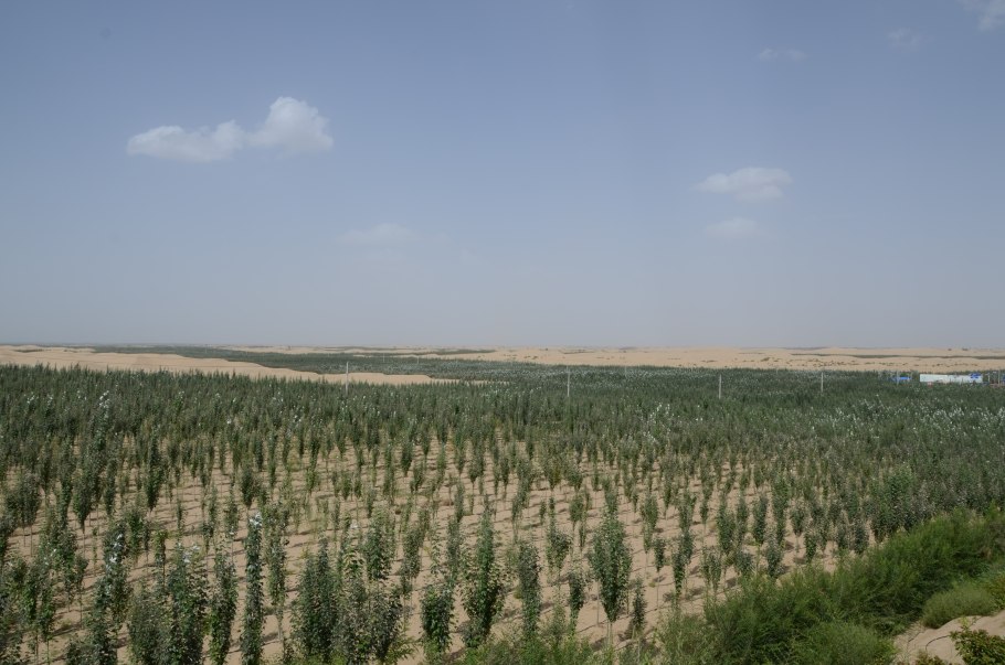 Плантации эвкалипта в Бразилии