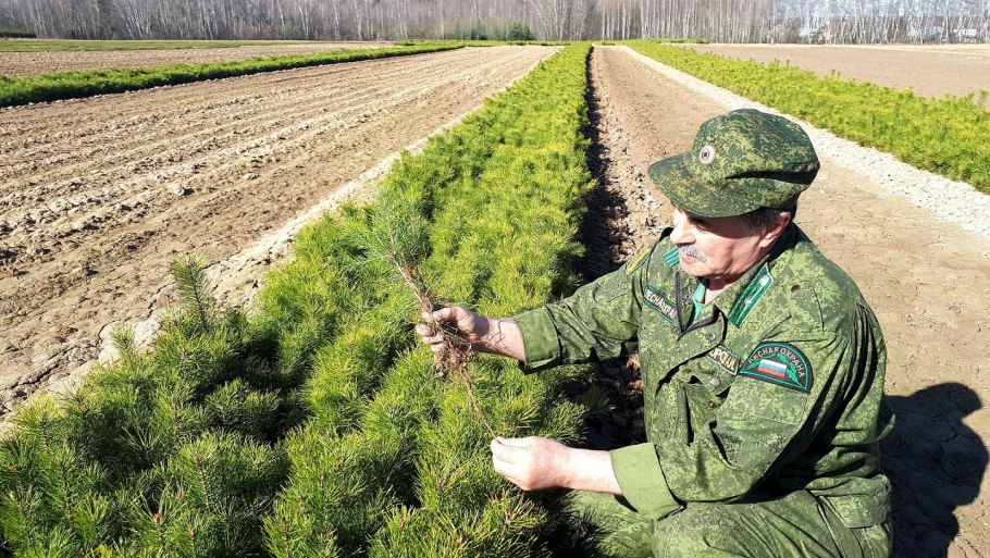 Противоэрозионная агролесомелиорация