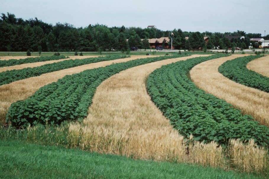 Лесополосы в Приднестровье
