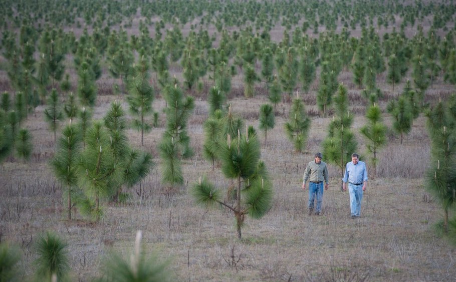 Высадка леса в России