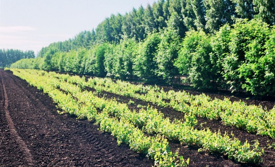 Саженцы лесного питомника