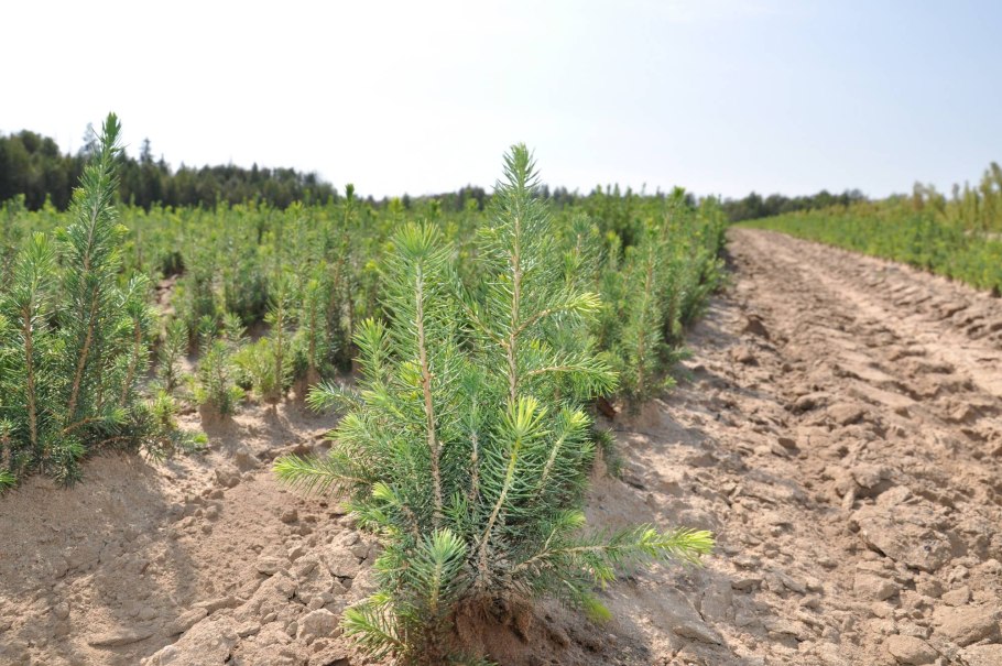 Борозда для лесопосадок