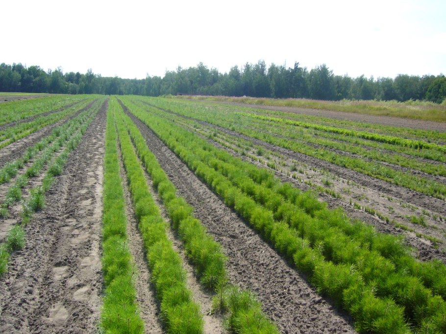 Светлохвойная Лиственничная Тайга животные