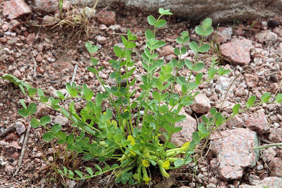 Astracantha Aurea Предкавказье