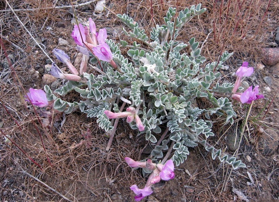 Astragalus gummifer камедь